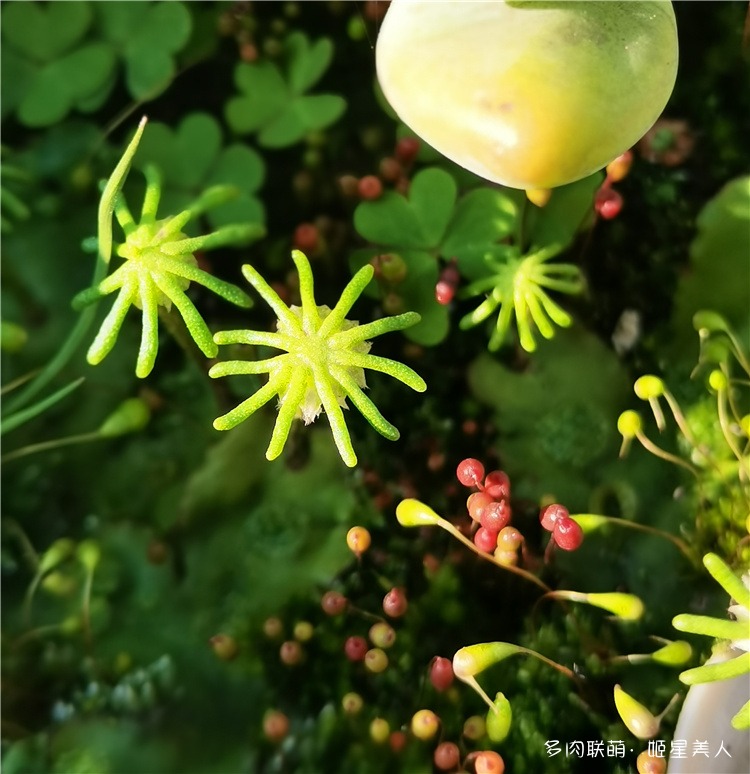 小草，苔藓