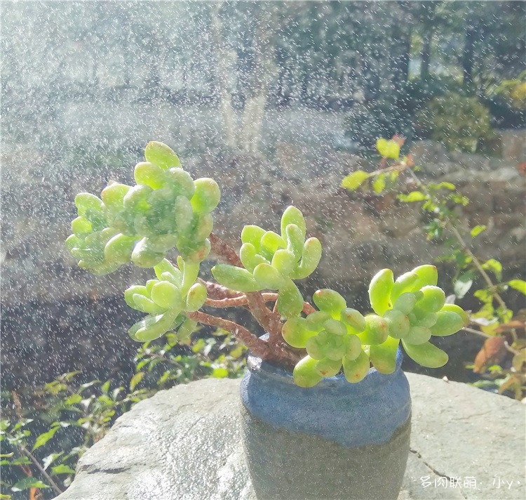 春萌