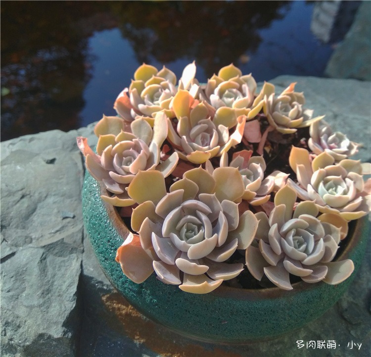 沙漠之星
