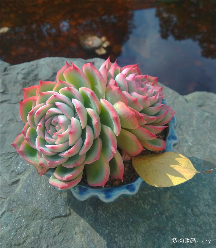侧影