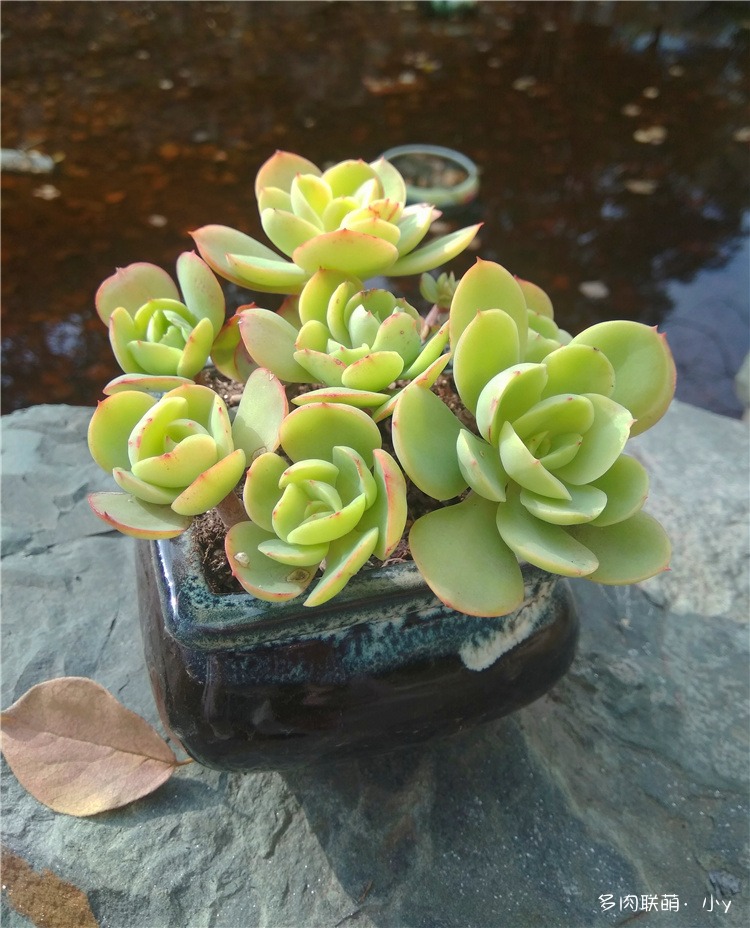 碧桃