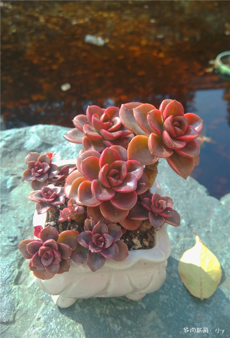 巧克力方砖