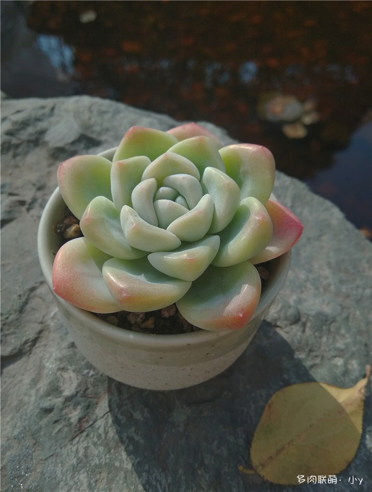 冰玉
