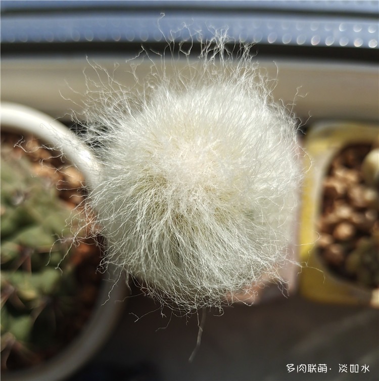 老乐柱