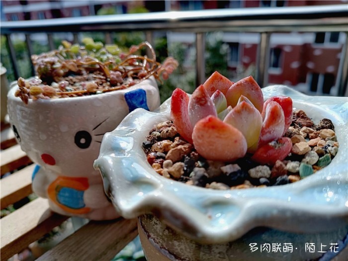 芙蓉雪莲