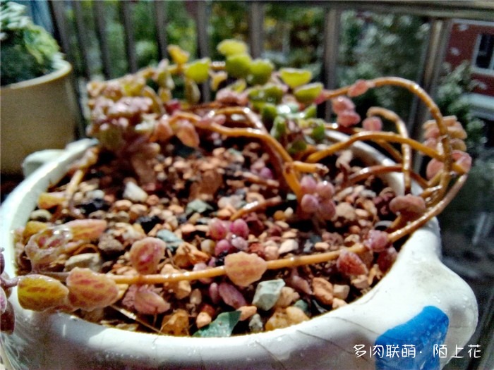 卧地延命草