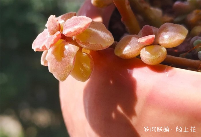 卧地延命草