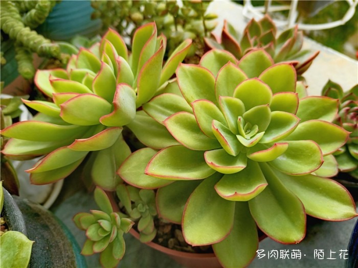 花之鹤