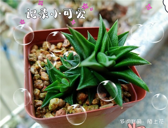 硬叶十二卷