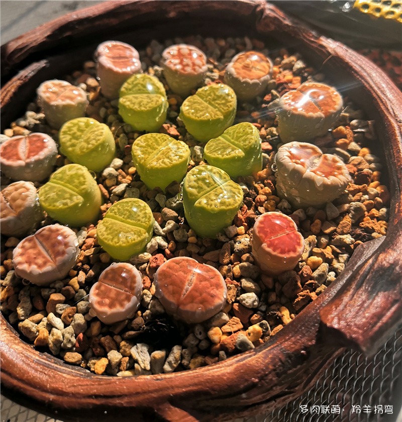 红窗、黄鸣玉