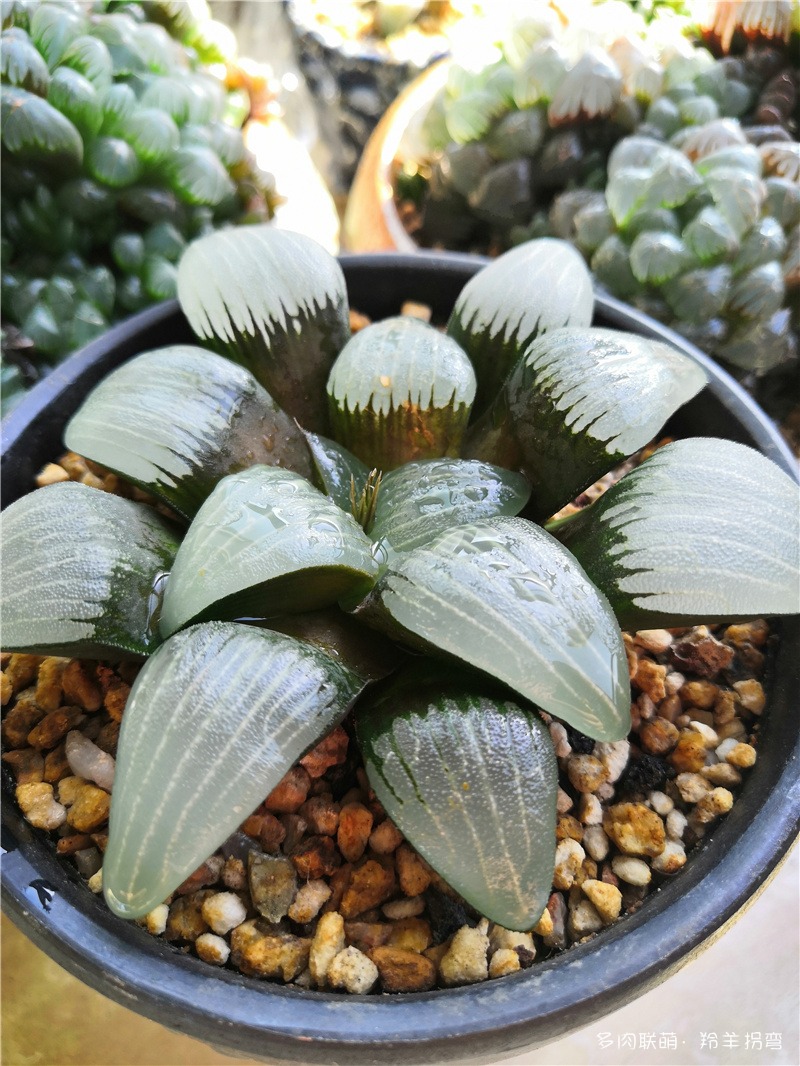 磨面克里特
