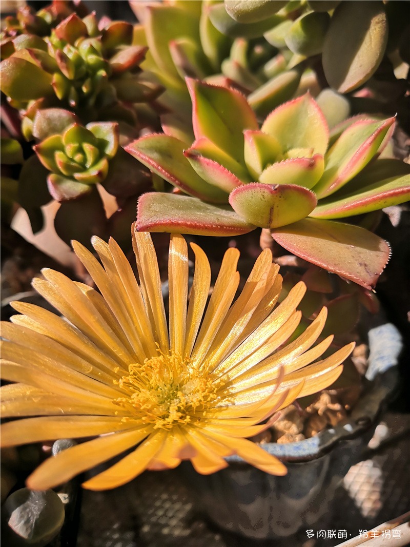 生石花花