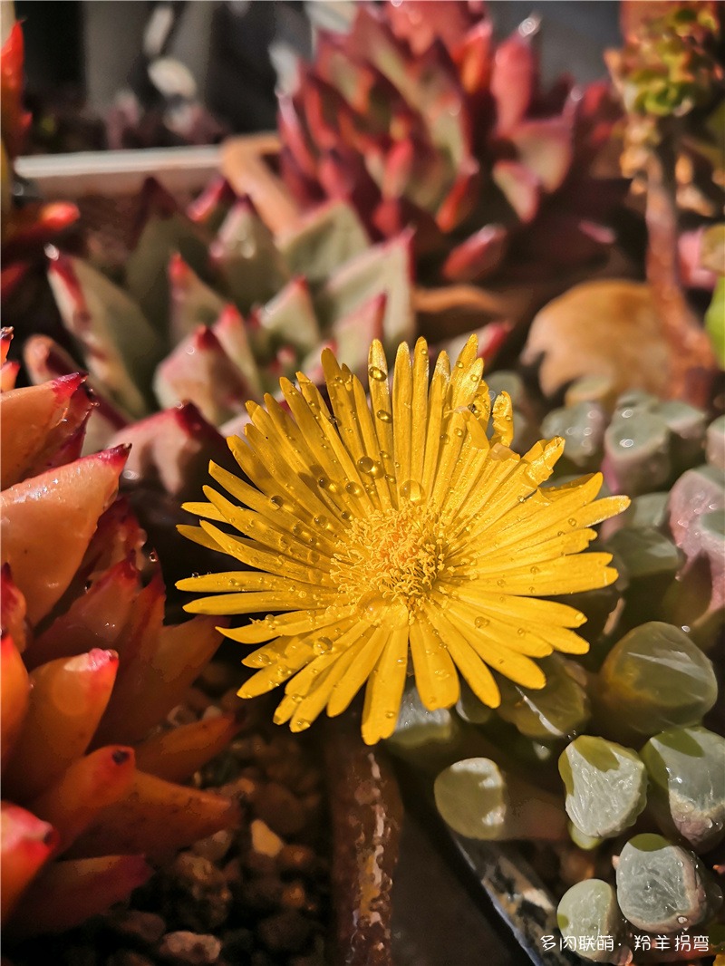生石花花