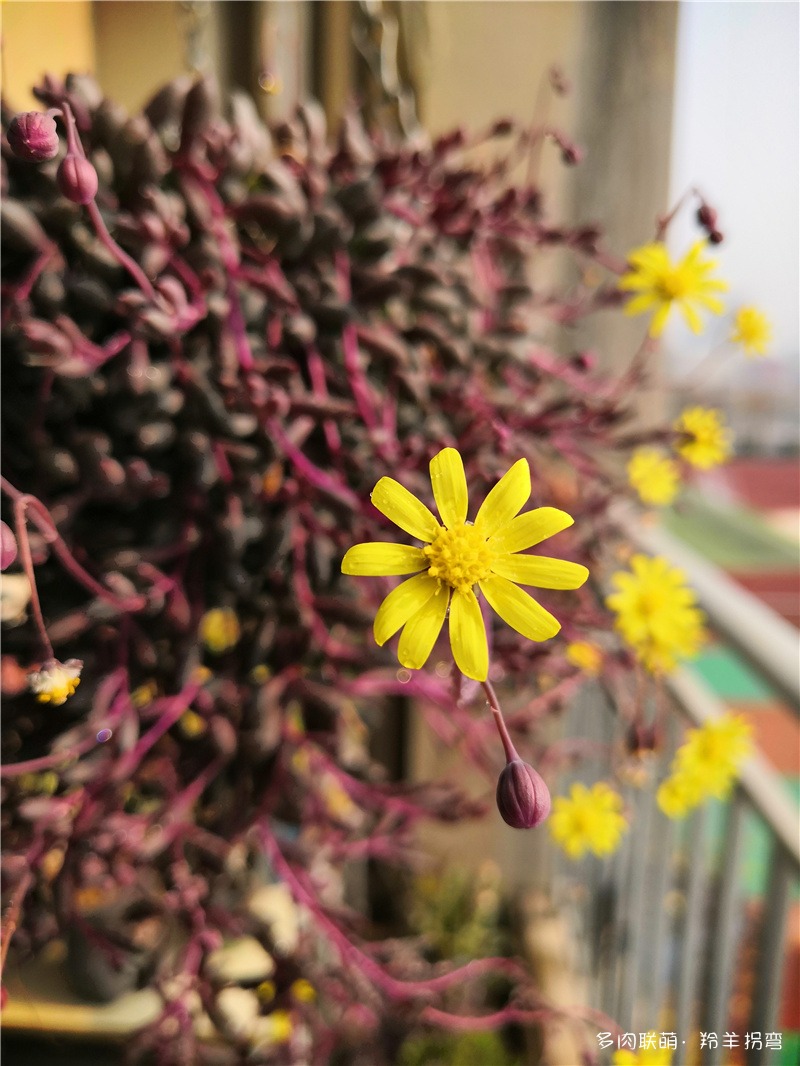 紫玄月花