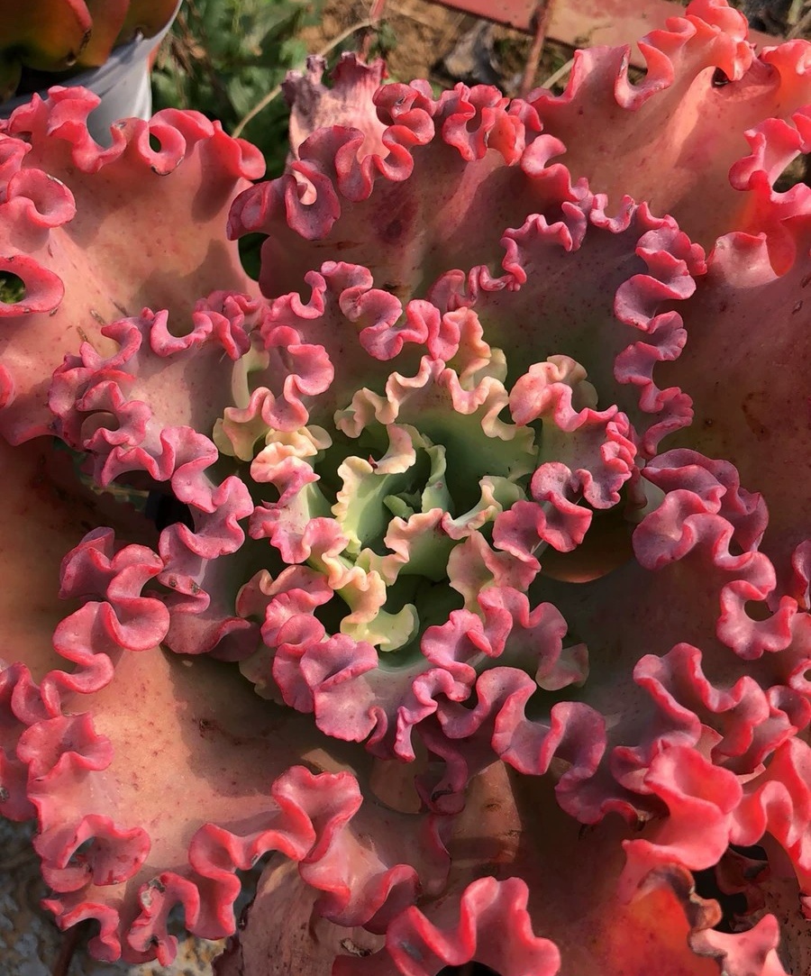 女王花笠