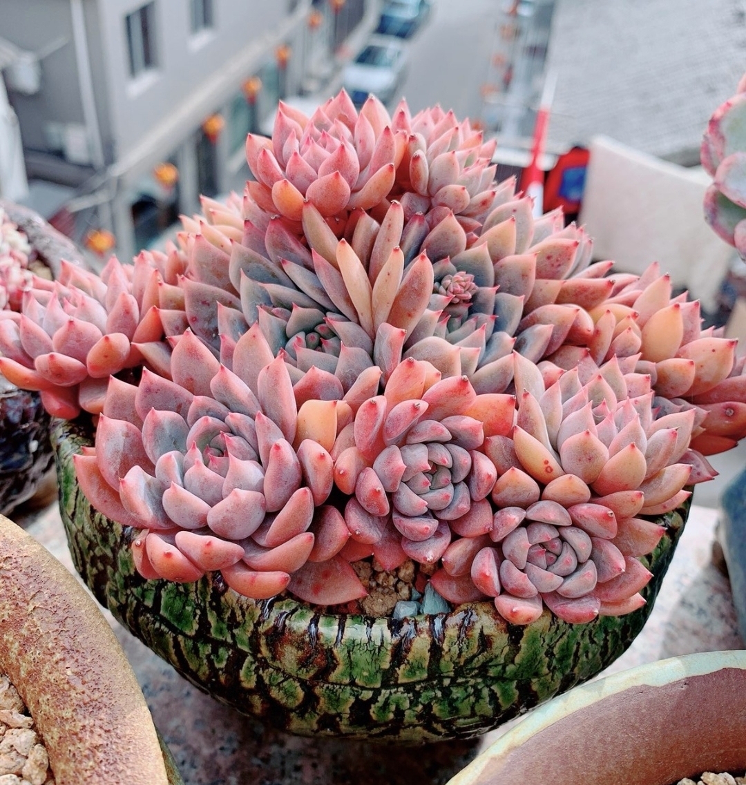 霜花