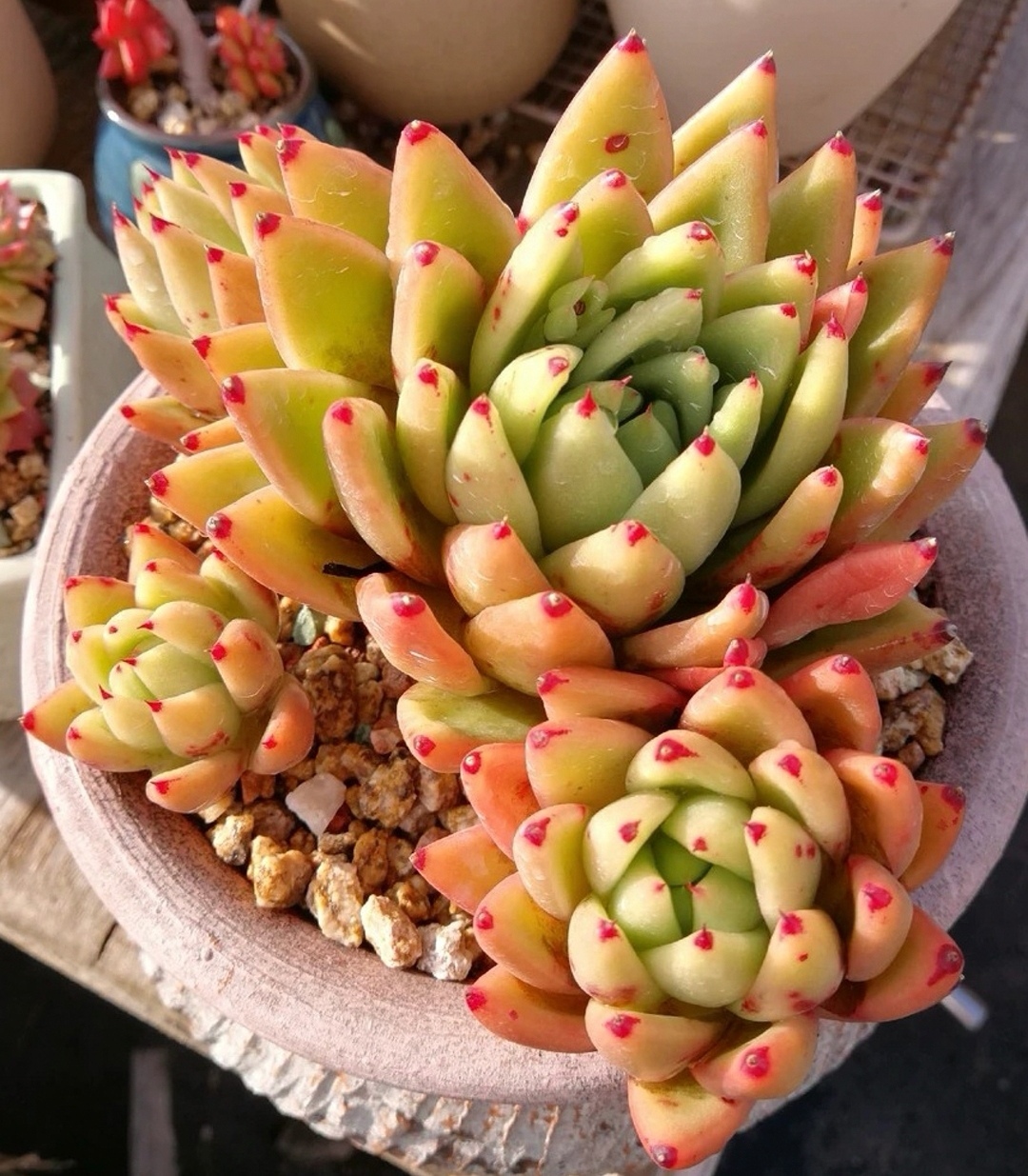 米兰达