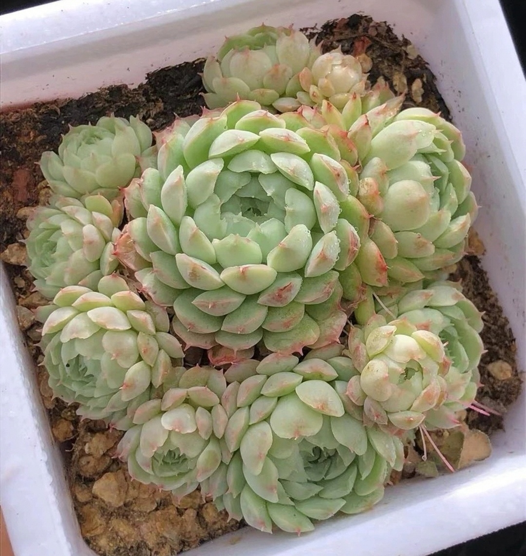 羊脂球