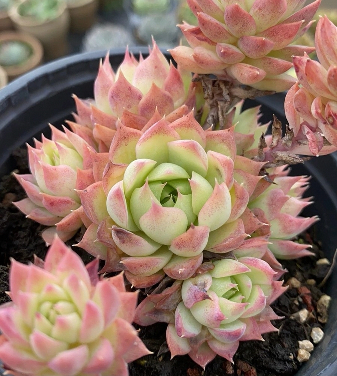 蔓莲