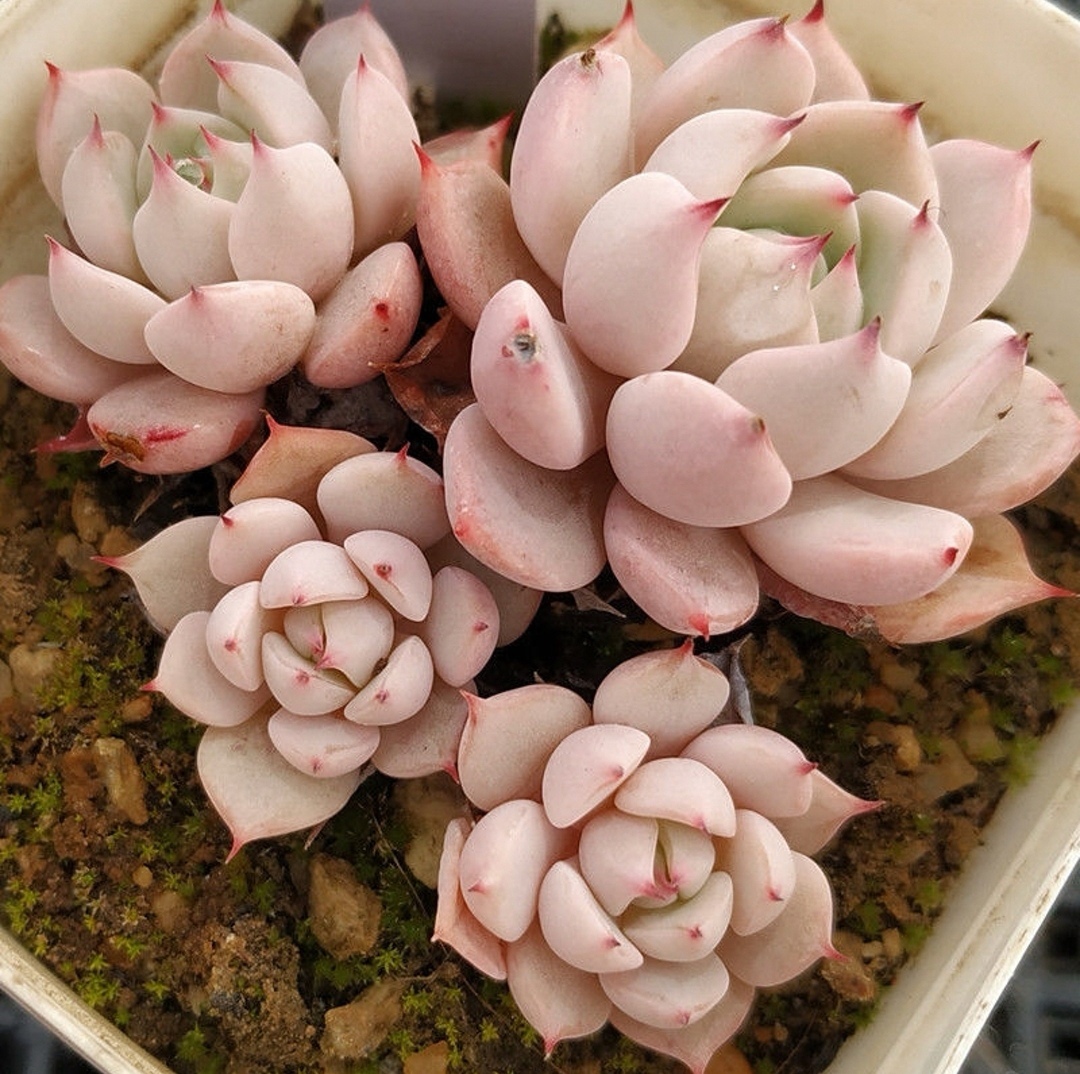 松果红爪