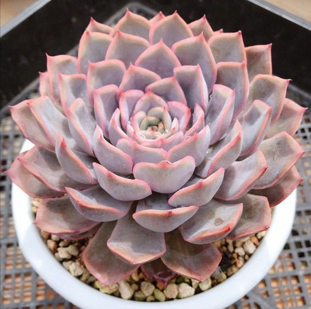菲欧娜