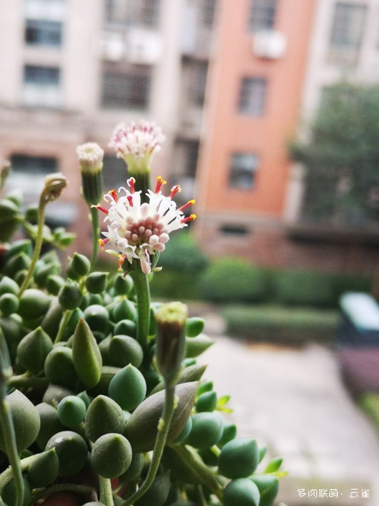 情人泪开花