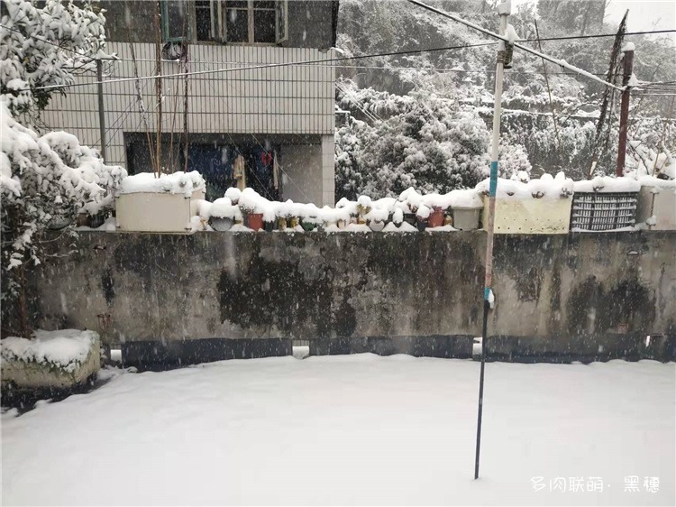 雪后天台多肉