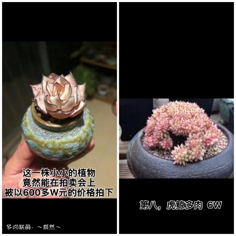 剑司诺娃和虎鲸