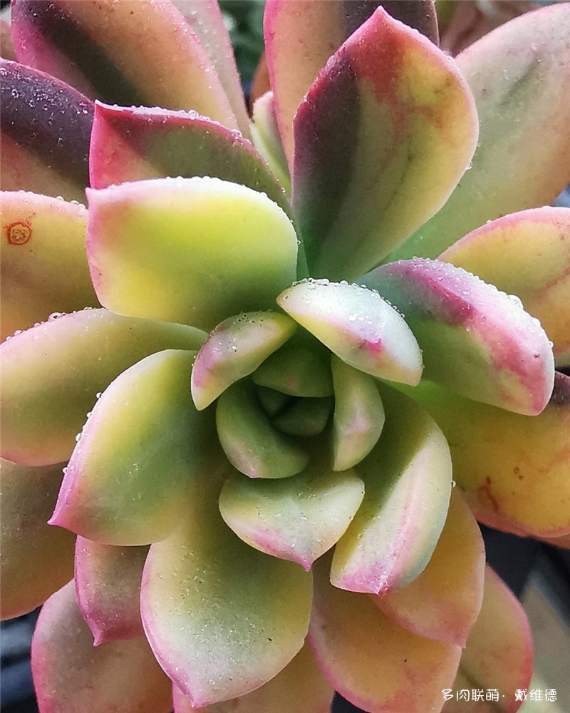 小叮当锦