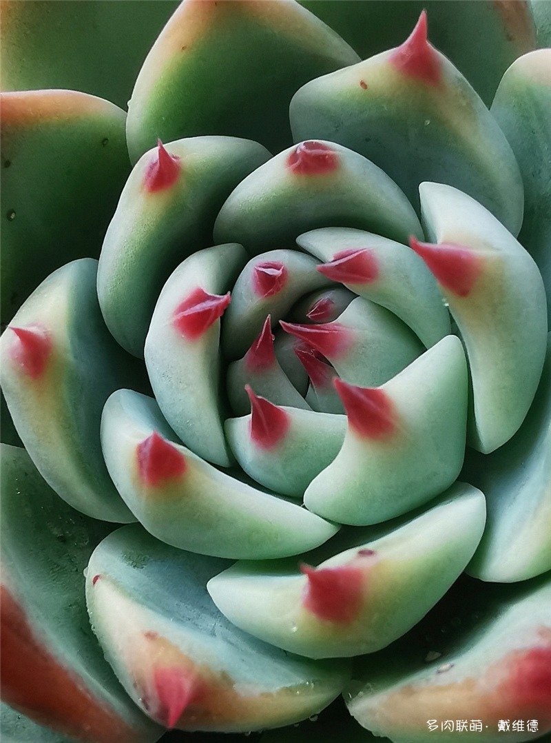 吉娃娃