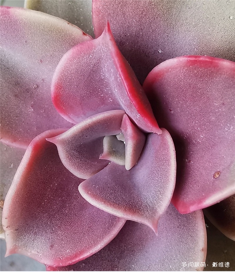 紫珍珠