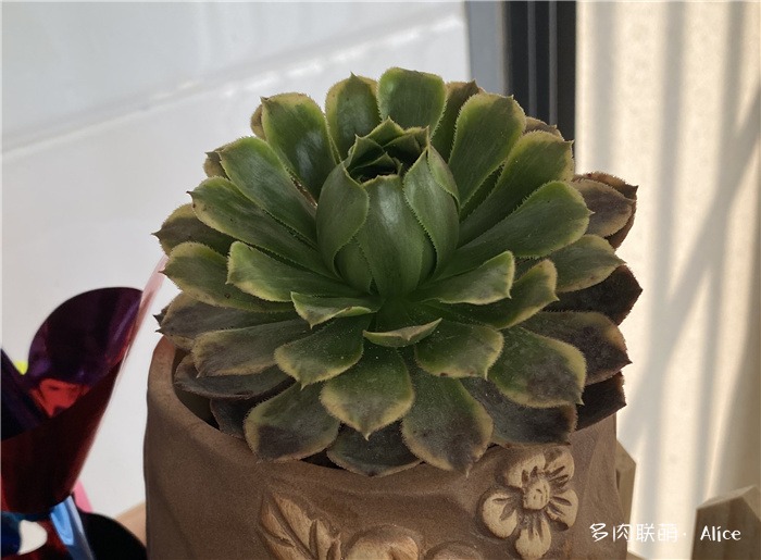 莲花掌属多肉
