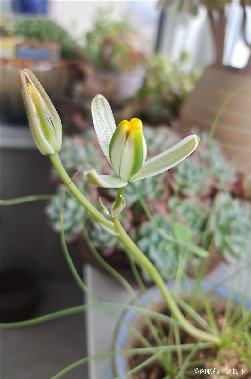 小苍角殿