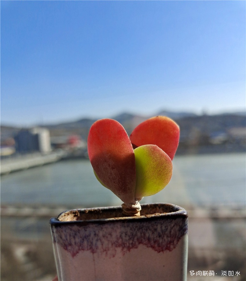 唐印