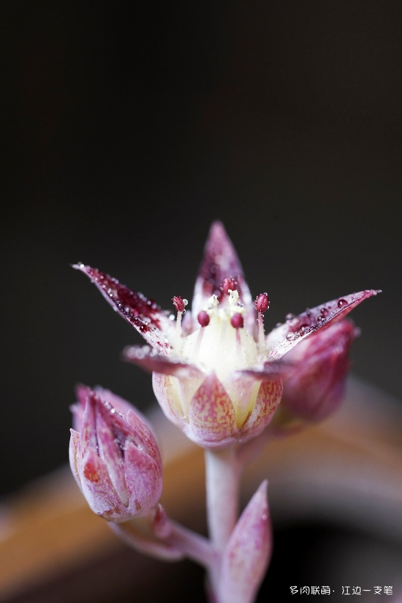 红蔓莲的花