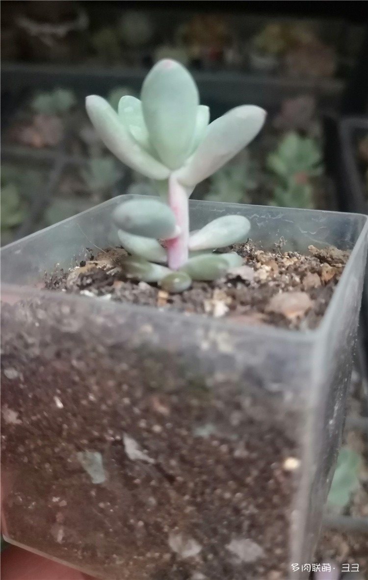 养多肉养佛了