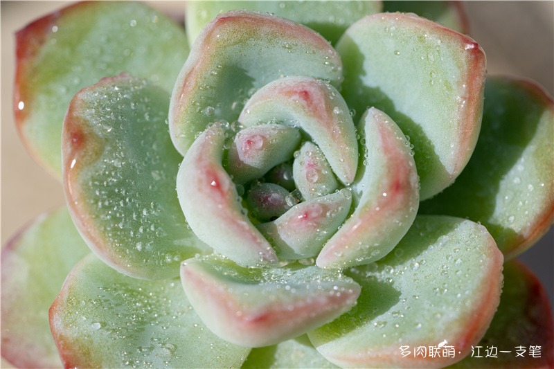 泡芙：又名轰动