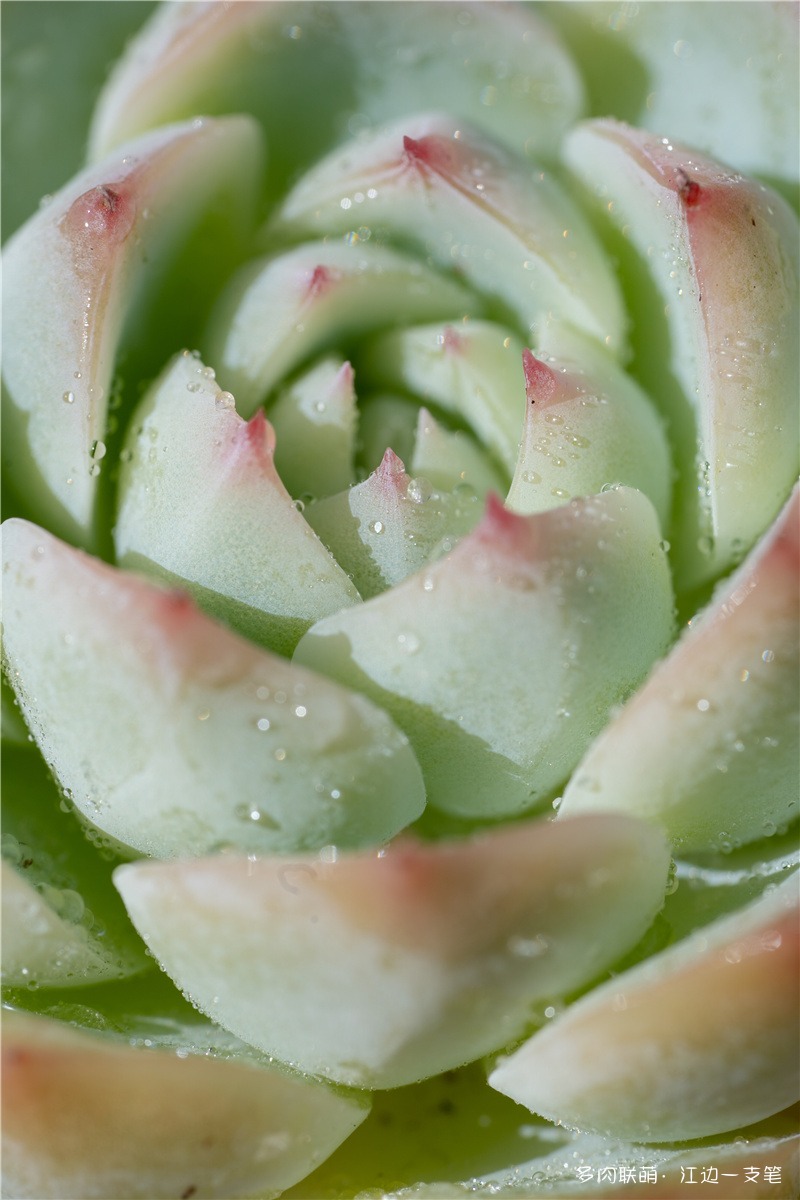 水晶玫瑰
