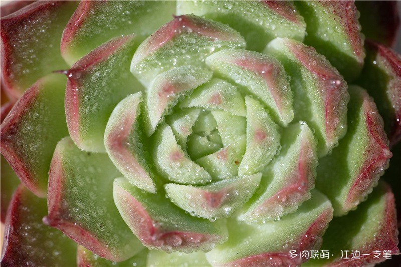 小海螺