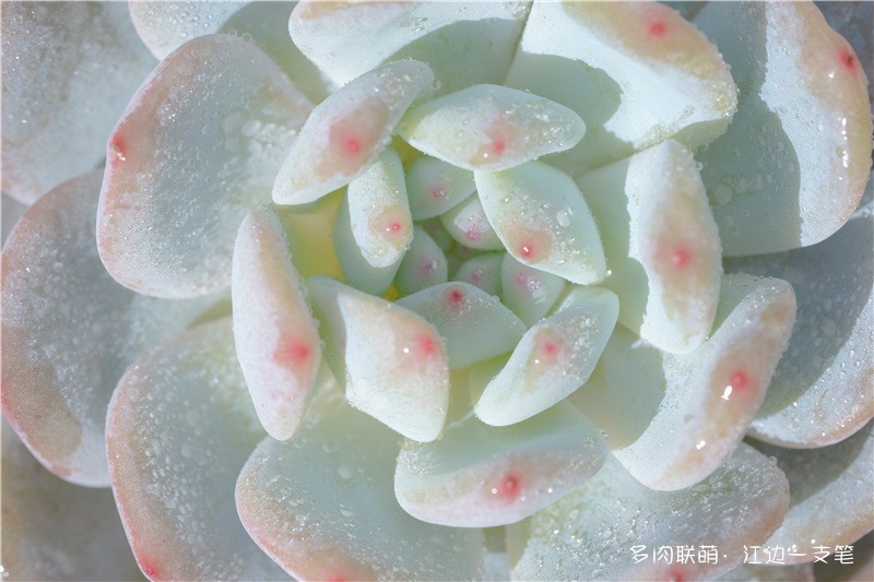 橙梦露