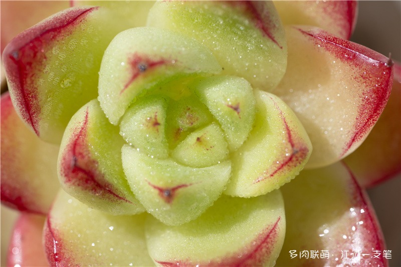 杂3：也很美的杂