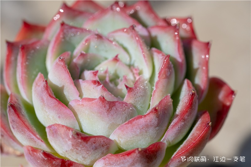 侧影：又名法兰西玫瑰