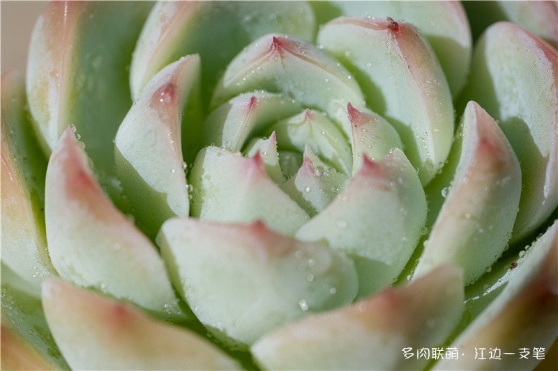 水晶玫瑰