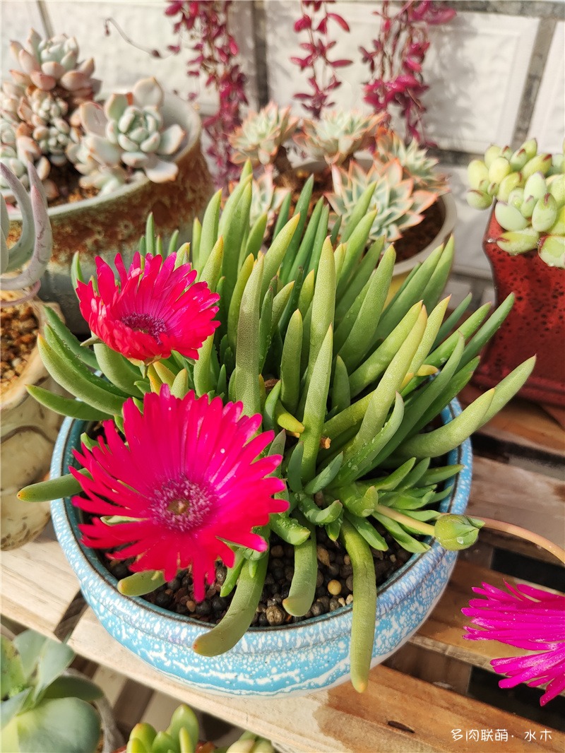 奔龙开花