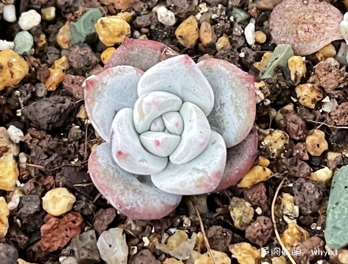 大约都是芙蓉雪莲