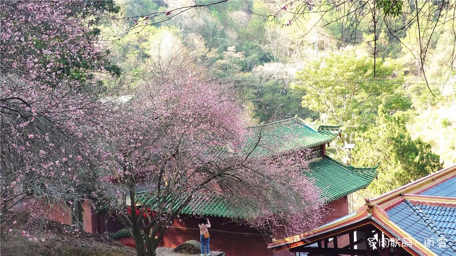 梅花，梅州市市花