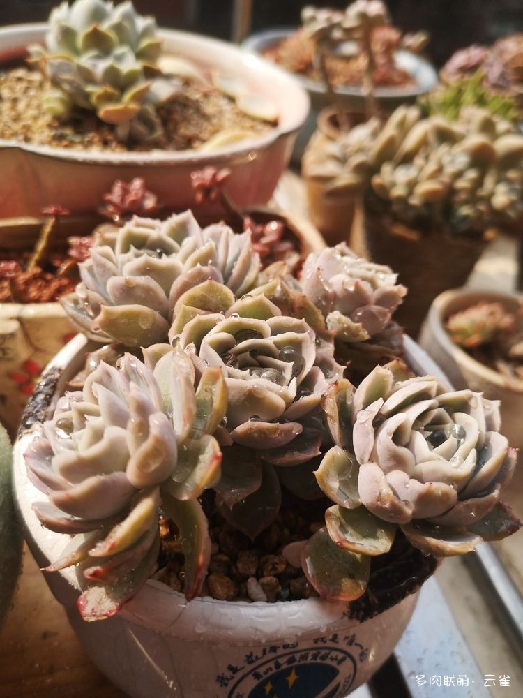 月影系