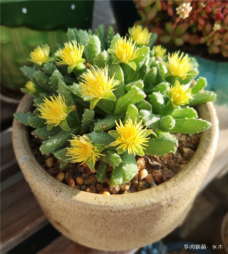芳香波