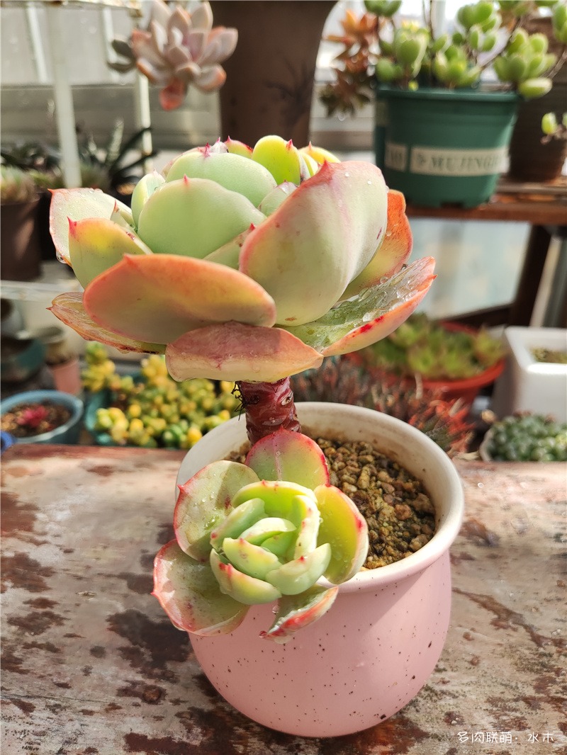 碧桃