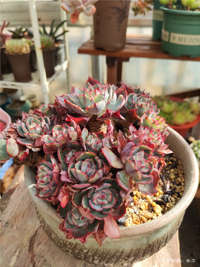 阿美星